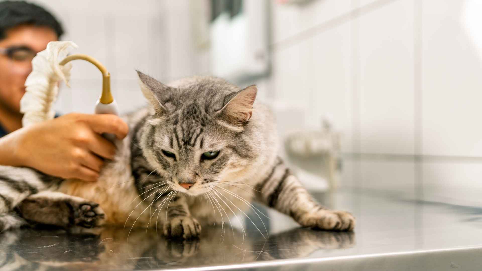 Diagnóstico incontinencia urinaria en gatos